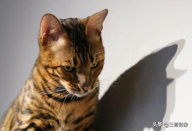 宠物猫照片直出谈宠物摄影的参数设置及索尼的相机的画质与色彩- 今日热点