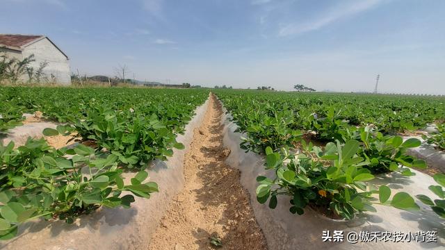 花生开花下针期如何管理才能更高产？抓好这4点6