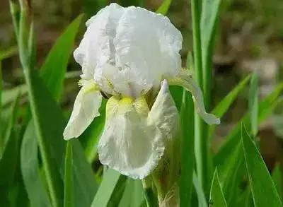 50种浪漫鲜花花语大全 50种浪漫鲜花花语大全（50种浪漫鲜花花语大全图片） 生活