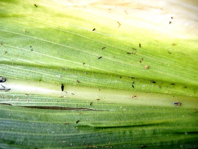种玉米的农户注意了，玉米该打药了，有三种害虫已发生，危害不小3
