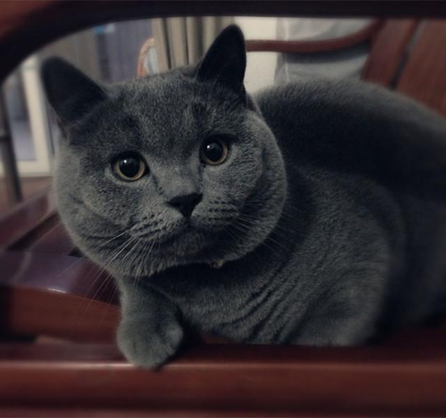 如何挑选一只适合自己养的猫（人生第一只自己的猫怎么选）(2)