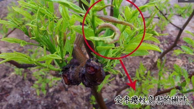 枣树刚发芽就出现枣瘿蚊，这要怎么防治