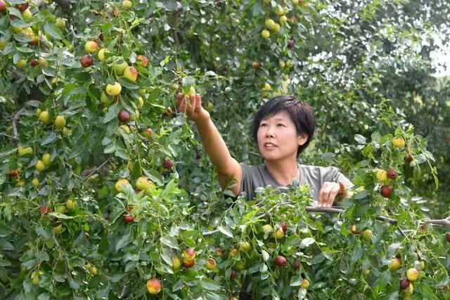 枣树该怎样喷施赤霉素？喷一次还是喷两次好？2