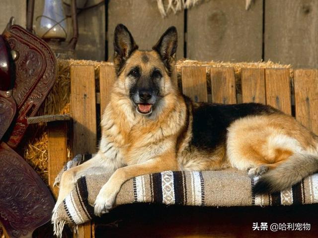 西德牧羊犬