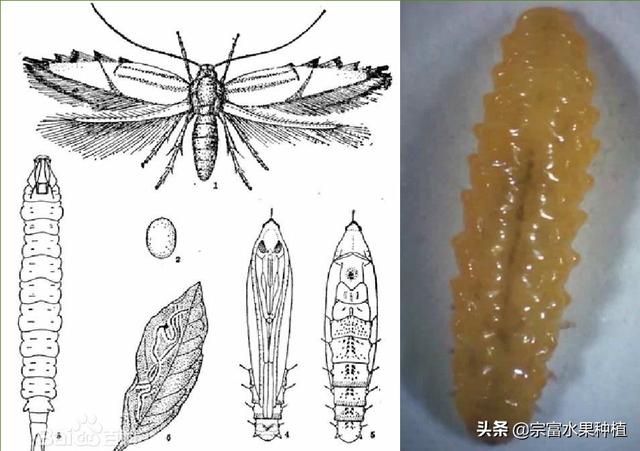 柑橘绘图虫又叫鬼画符，危害树势长势，用此法防治再也不敢绘图3