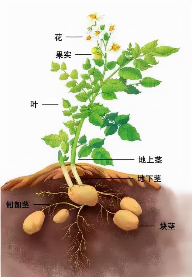 大树的特点