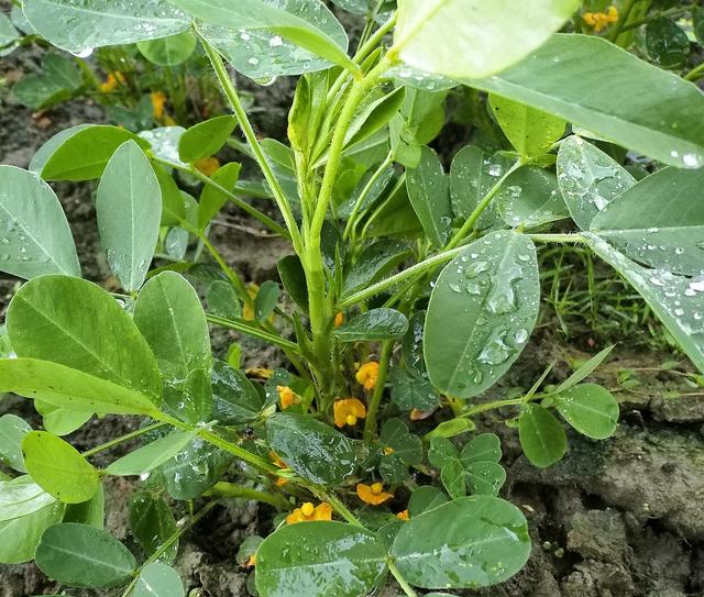 花生上香附子难以防治，花生出苗后可以选择哪些除草剂？3