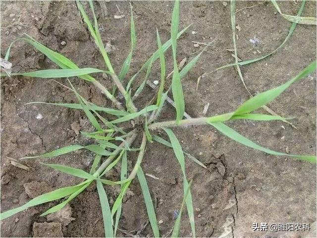 记住这个麦田除草剂，除草干净又彻底，小麦又安全2