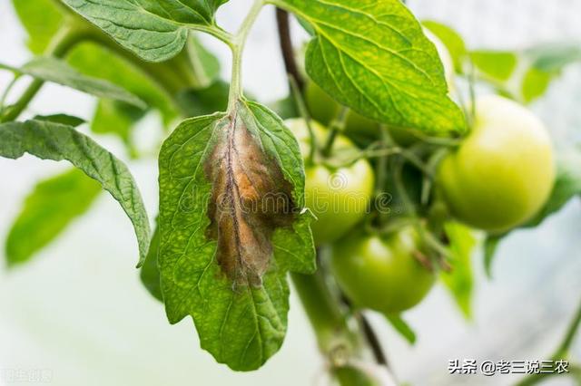 西红柿茄子黄瓜叶片枯死，用哪些药根灌最好？2个办法，非常管用2