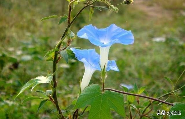 牵牛花花语