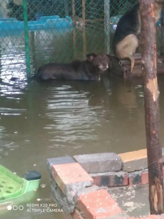 上海真正的宠物救助站