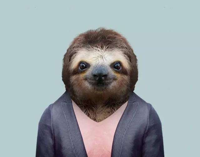 大熊猫拍证件照动物的证件照看了好想笑