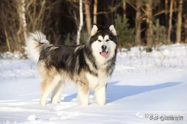 阿拉斯加雪橇犬