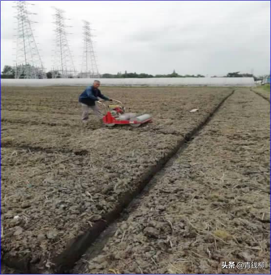 宁波市鄞州区水稻产区冬闲田青菜轻简化栽培模式5