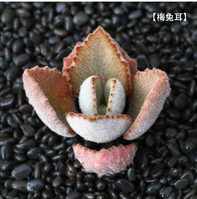 植物语