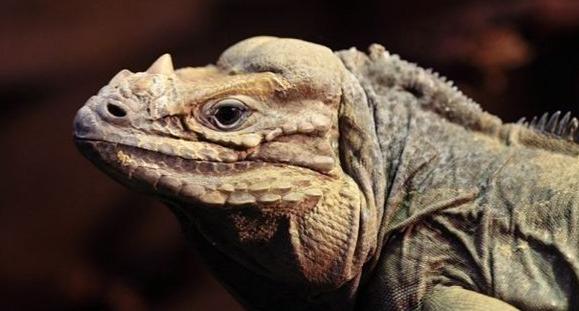 所有恐龙中最厉害的恐龙是什么,世界十大凶猛恐龙!