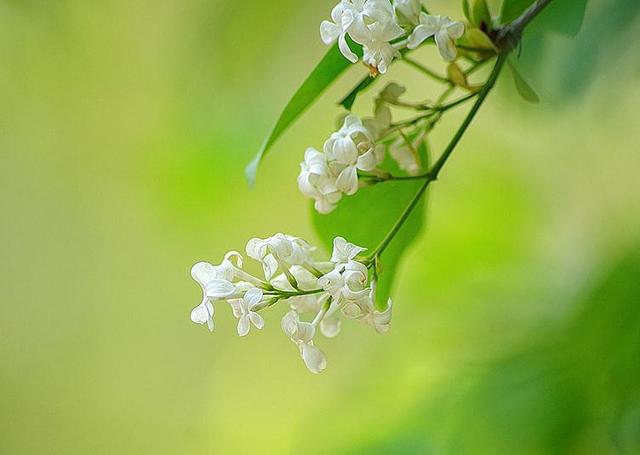 落花有意流水无情的意思