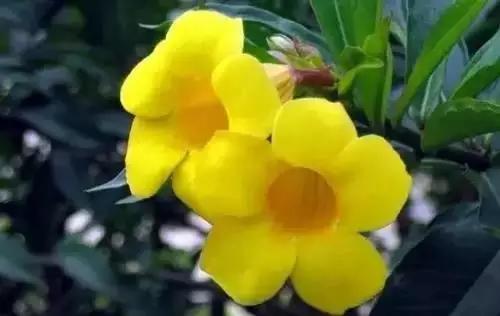 北京的市花