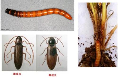 果园里的4大**害虫，掌握2个高发季节和为害期，杀灭害虫并不难5