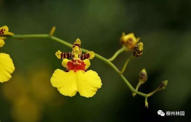 父亲节送什么花