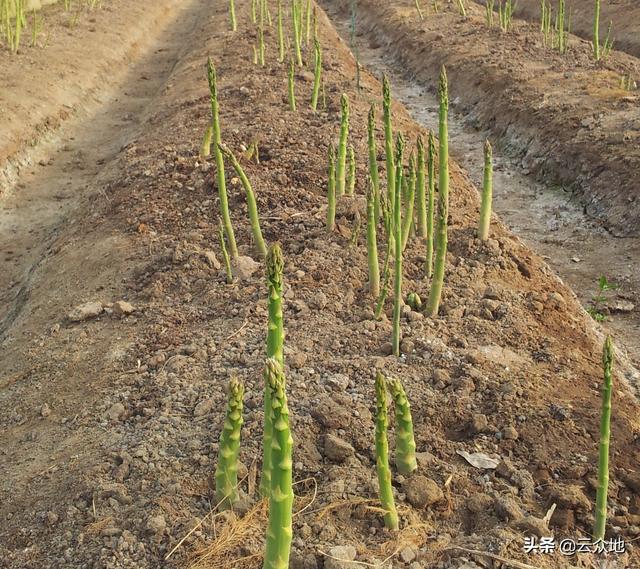 “蔬菜之王”芦笋如何防治茎枯病？掌握发病规律，做好6点防效高5