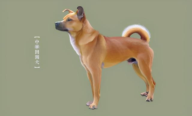 狼是狗的祖先 把几只土狗放入深山 它们会像狼一样生存下来吗 全网搜