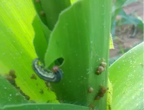 天越旱，虫害越重！玉米粘虫危害和发生原因特征，以及防治方法9