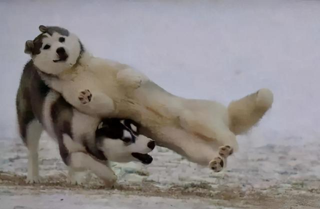 雪橇犬有几种