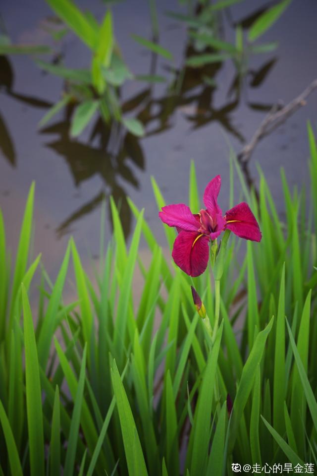 水植物