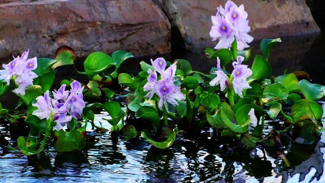 水葫芦别名(水葫芦别名原产地理由)