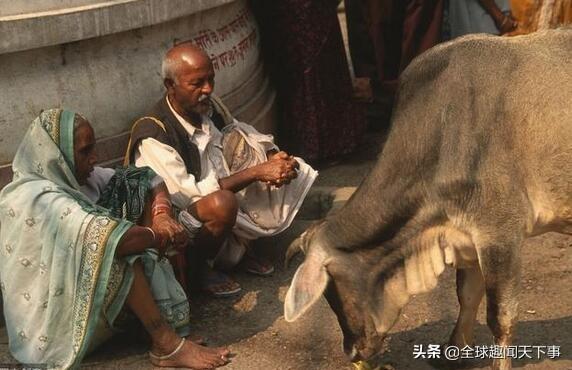 印度医生称：吃牛粪有助于女性生孩子，预防疾病，我们全家都在吃