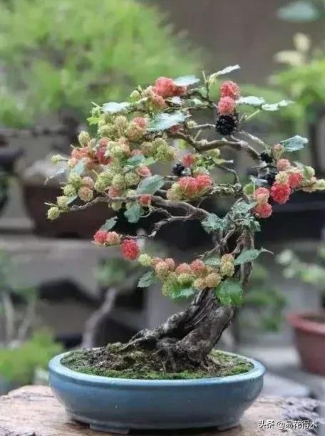 亳州干式洗砂机哪家好