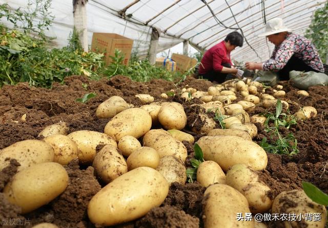 马铃薯真的忌氯不能使用氯化钾？别再盲目多花钱只买硫酸钾了11