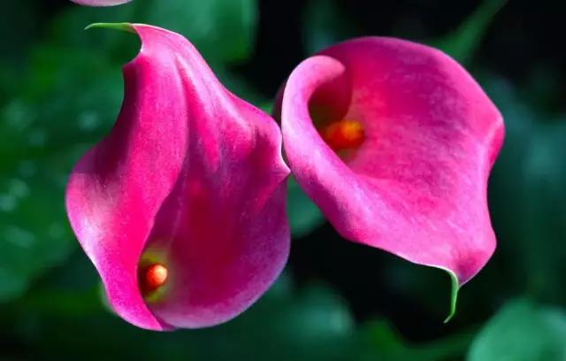 马蹄莲花语 马蹄莲花语（马蹄莲花语象征与寓意） 生活