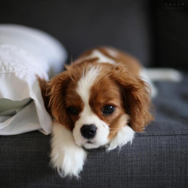 可卡犬图片