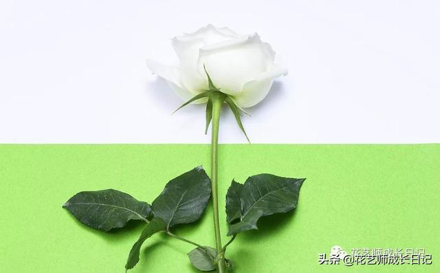 玫瑰颜色的含义