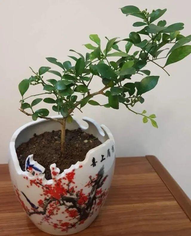 洗土豆机更换金刚砂