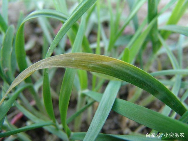 韭菜种植过程中，常见的4种病虫害及防治办法早知道4