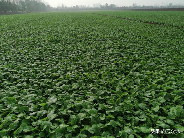 烯草酮能防除油菜田哪些杂草？早熟禾、菵草等难除禾本科杂草4