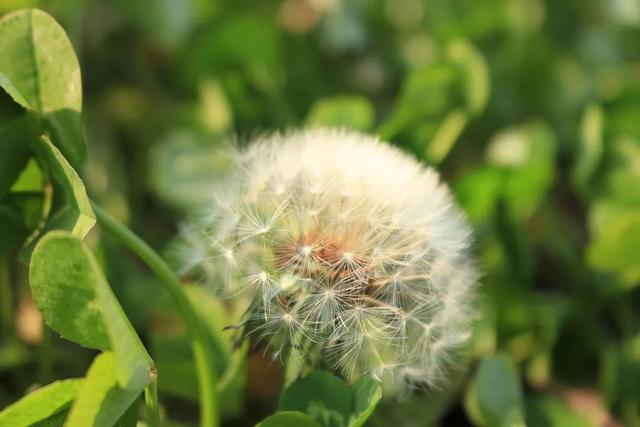 花开放的时间