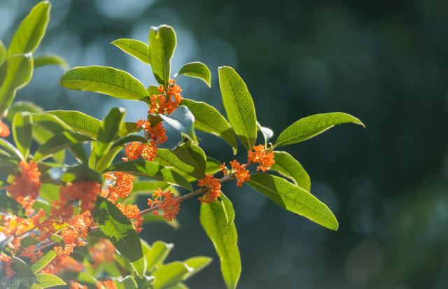 桂花怎么晒干保留香气