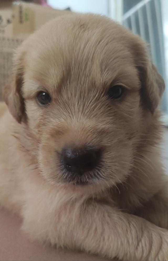 金毛还是小奶狗的时候长什么样(金毛小奶狗谁见了都喜欢)(1)