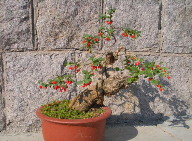 秋冬养什么花 这4种盆景不能少 果子红艳艳 寒冬腊月最喜庆 Zh中文网