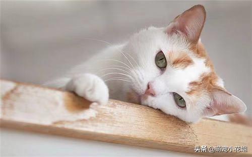 虐待母猫事件的真相（辟谣用棉签捅）(2)