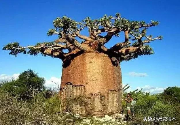发财树的叶子发黄干枯掉落什么原因 发财树的叶子发黄干枯掉落什么原因  发财树的叶子发黄干枯掉落什么原因怎么补救 生活
