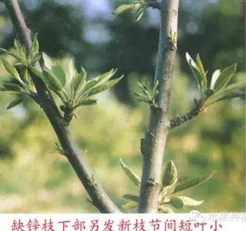 图文详解：苹果树常见8种缺素症表现+防治10