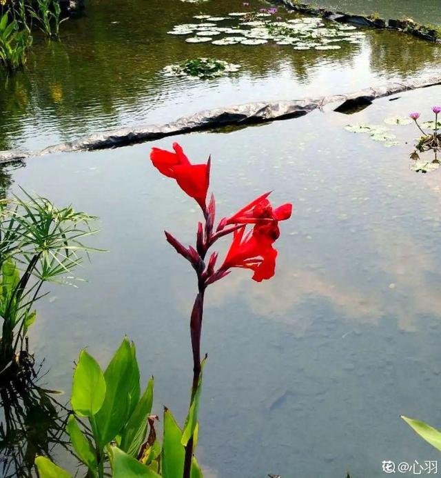 水植物