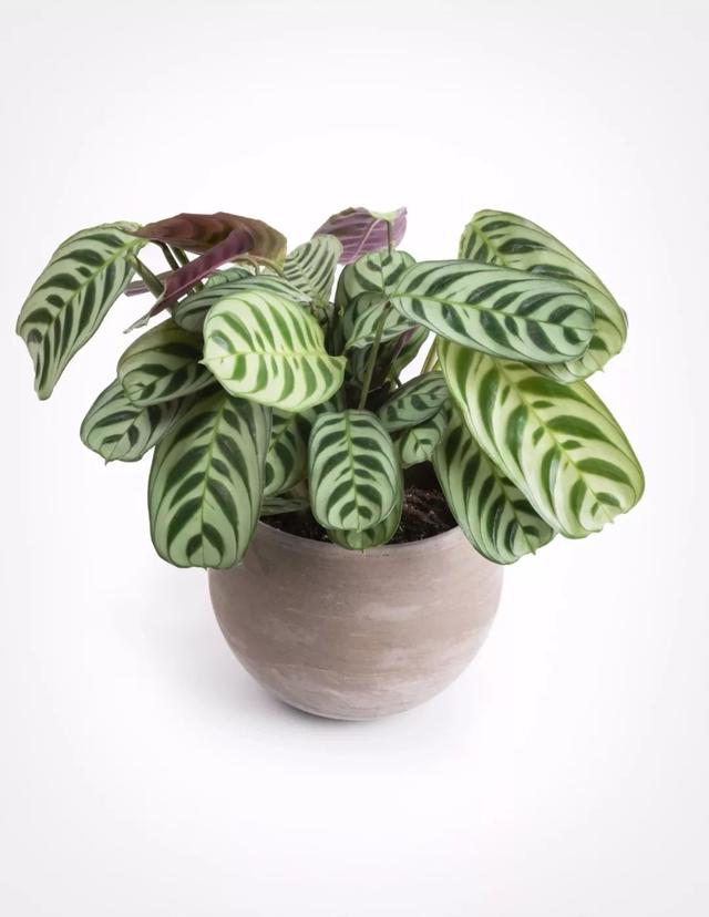 豹纹竹芋图片(豹纹竹芋开花吗) 注册公司 第3张