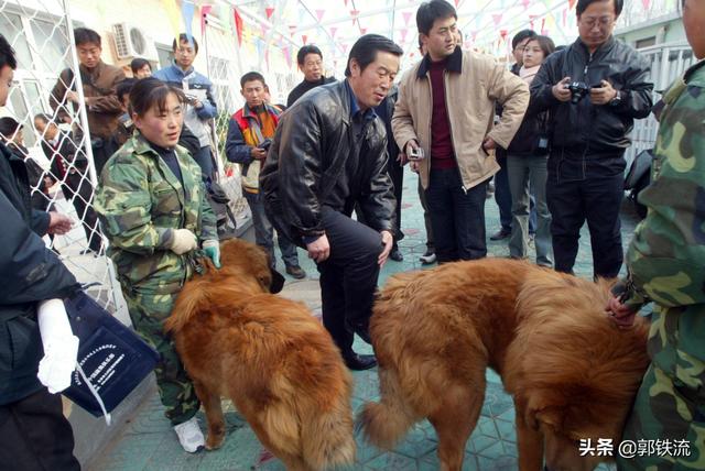 北京藏獒价格