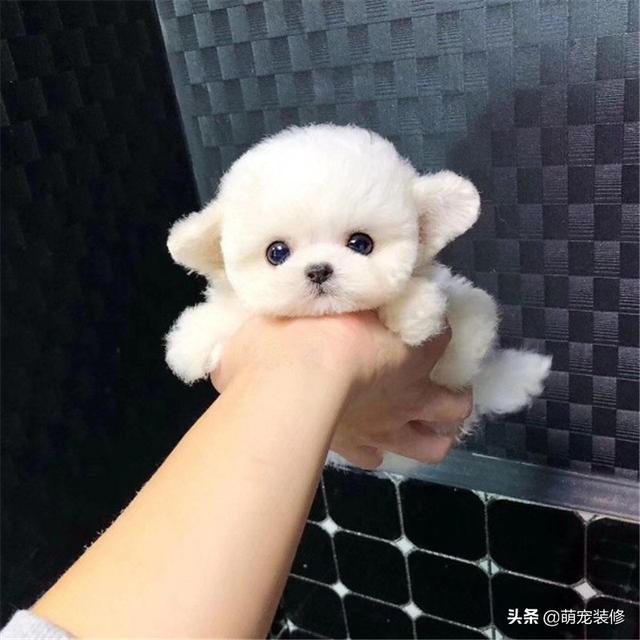 博洛尼亚犬